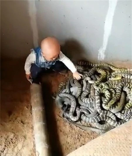 Đứa trẻ đùa nghịch với bầy rắn trong khi được cha mẹ cho phép