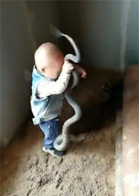 Con rắn dài quằn quại trên bàn tay bé nhỏ của cậu bé