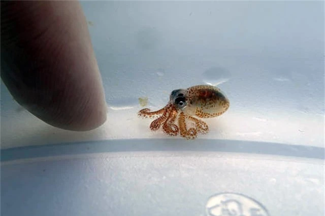  Con bạch tuộc tí hon mới tìm thấy tại Hawaii. 