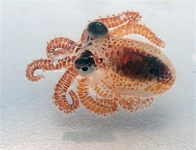 Hai con bạch tuộc này có kích thước rất nhỏ.