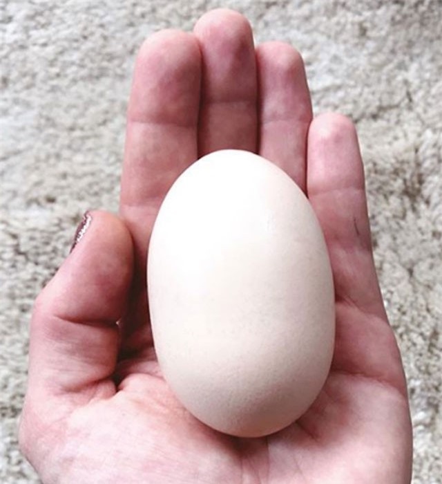 Gà đẻ 'trứng quái vật', chủ lo sốt vó