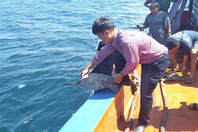 Thả 9 cá thể rùa biển về môi trường tự nhiên