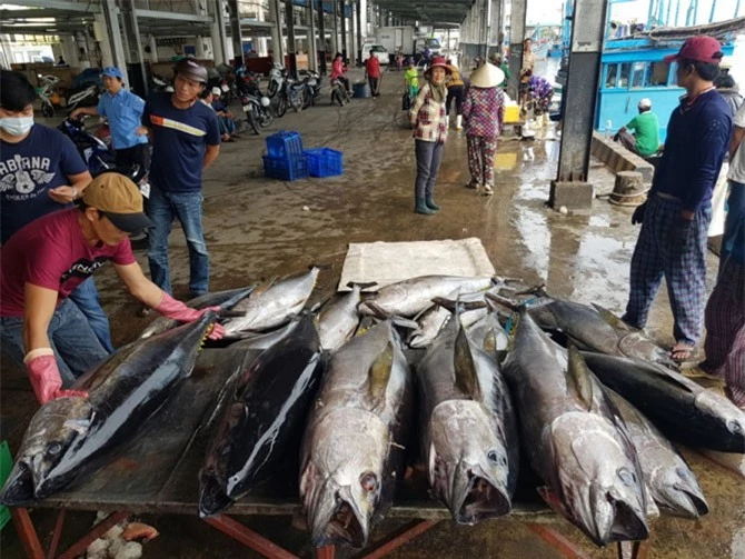 Tốc độ xuất khẩu cá ngừ không ổn định.