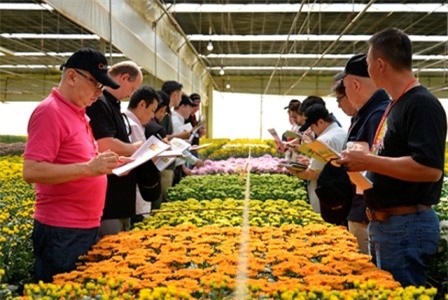 Đà Lạt: Thủ phủ hoa chỉ xuất khẩu được 5% sản lượng