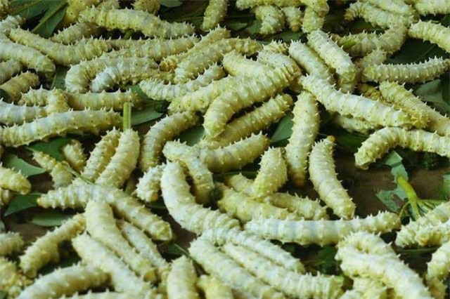 Rợn người 5 món ăn nhung nhúc, béo núc được xem là đặc sản ở Việt Nam