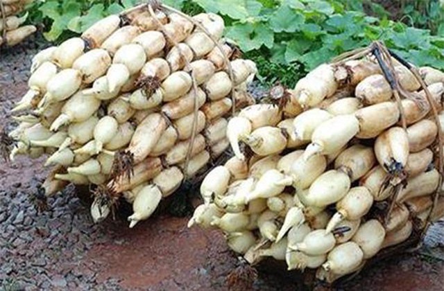 Trồng thứ "bổ ra toàn lỗ thủng", thu về hàng chục triệu/ngày