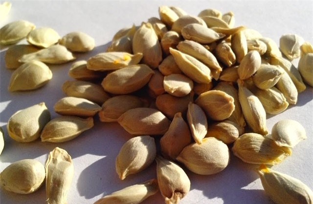 Những bài thuốc hay từ hạt chanh