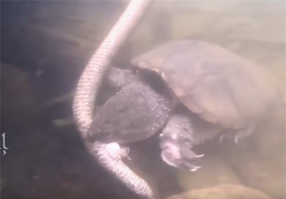 Clip: Bất ngờ rùa tấn công, ăn thịt rắn một cách tàn bạo