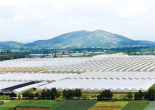 Lâm Đồng: Kiểm tra, rà soát việc cho thuê đất công