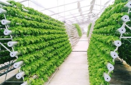 Lâm Đồng: Hơn 80% hạt giống rau phải nhập khẩu 