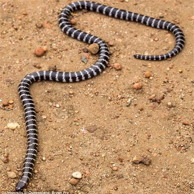 Úc: Các nhà khoa học tình cờ phát hiện ra chủng rắn mới độc kinh hoàng - Ảnh 2.