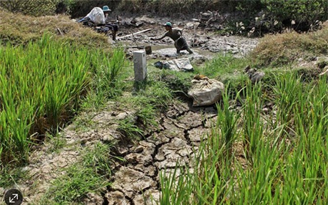 El Nino gây thiệt hại 3,6 triệu USD cho nông nghiệp Việt Nam