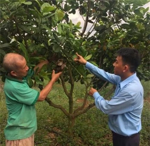 nghi huu ve lam vuon van ung dung kiem nua ty dong/nam hinh anh 1