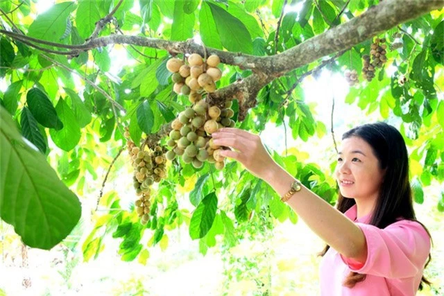 Du khách đến nhà vườn lòn bon tham quan, thưởng thức và chụp hình “tự sướng”