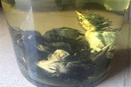 Rượu bìm bịp: Bài thuốc quý giúp bổ thận, tráng dương