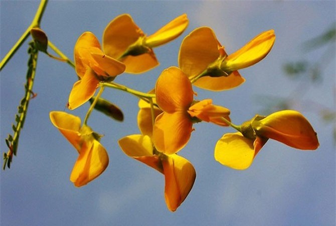 Mùa nước nổi, người dân miền Tây hái bông điên điển thu tiền mỏi tay