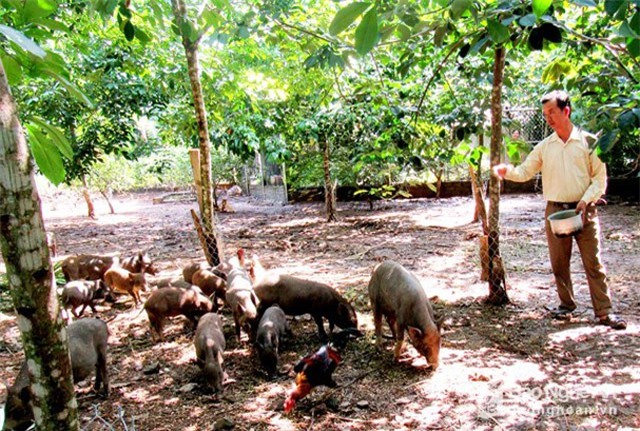 Độc đáo: Cho lợn mán ăn quả cao su, thịt đã ngon bán lại đắt hàng