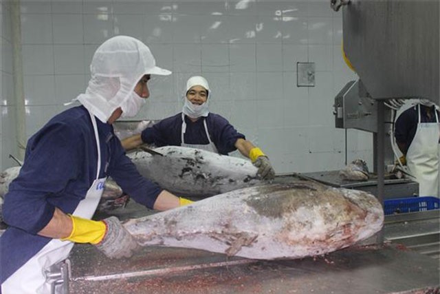 Xuất khẩu cá ngừ tăng đột biến tại một số thị trường