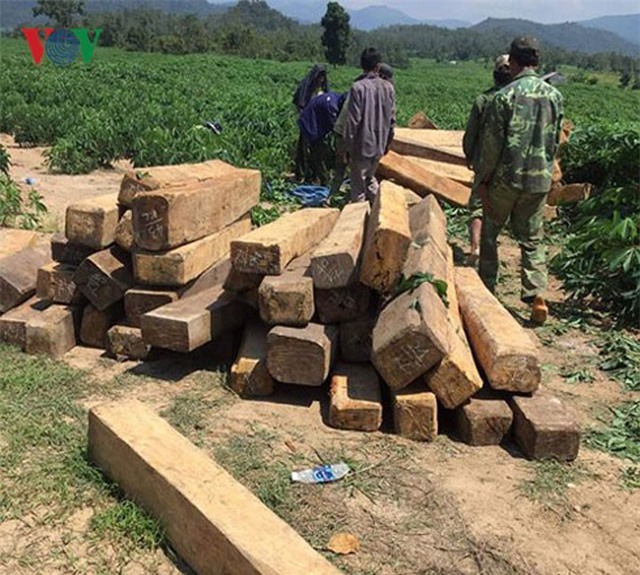 Truy tìm kẻ cướp súng kiểm lâm, mở đường cho xe chở gỗ lậu tẩu thoát