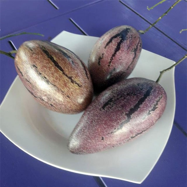 Xuất hiện dưa hấu tí hon tím "độc lạ" tại Việt Nam, giá cao ngất ngưởng