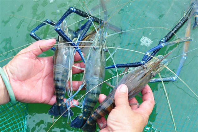 Clip: Nông dân Đồng Tháp kiếm tiền triệu mỗi ngày nhờ tôm càng xanh