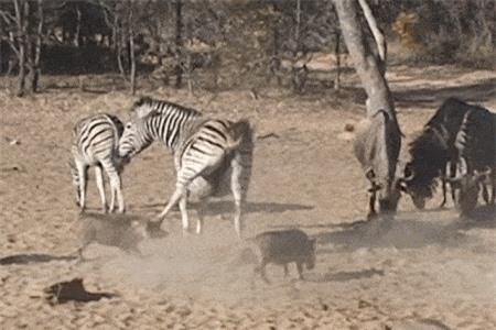 Clip: Ngựa vằn đá lợn bướu gục ngay tại chỗ