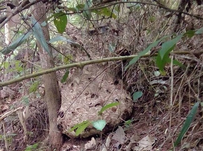 Đi săn loài ong “tử thần” vùng sơn cước, kiếm nửa triệu/kg