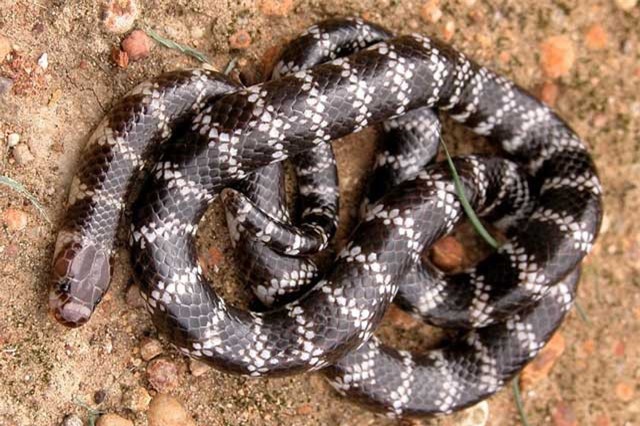 Tình cờ phát hiện ra loài rắn mới, có nọc độc kinh hoàng ở Australia