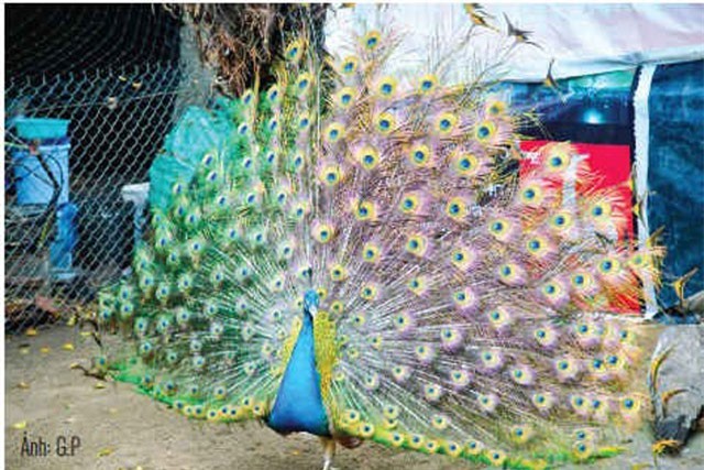 Nuôi chim công thu nhập 200 triệu đồng/năm