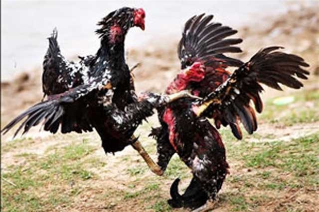 Tiền Giang: Bắt gọn 19 đối tượng đá gà ăn tiền