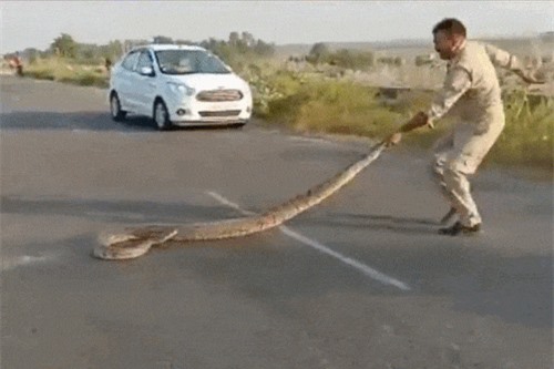 Clip: Trăn chồm lên đòi cắn người đang cứu mình