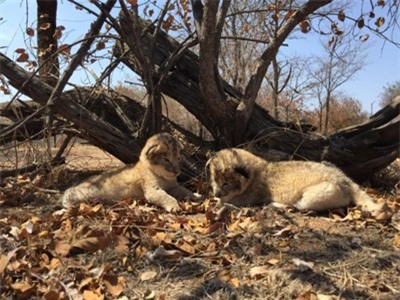 2 con sư tử đầu tiên trên thế giới sinh ra trong ống nghiệm