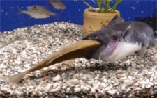 Clip: Rùng rợn cảnh cá vàng bị cá mèo 'ăn tươi nuốt sống' ngay trong bể
