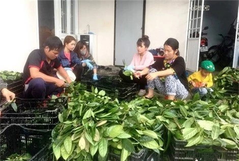 
Thu hoạch trà hoa vàng tại gia đình chị Lê An Na.
