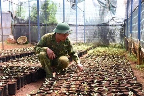 
Nhân giống trà hoa vàng tại khu bảo tồn của chị Lê An Na.
