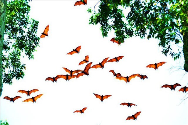 Độc đáo Chùa Dơi ở An Giang và những ngẫu nhiên kỳ lạ