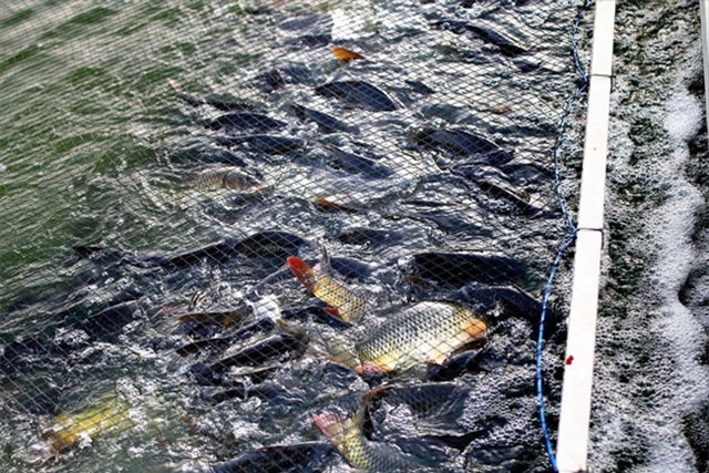 Giữa đất Hà thành: "Đào" sông trong ao nuôi cá dày đặc kiểu Mỹ
