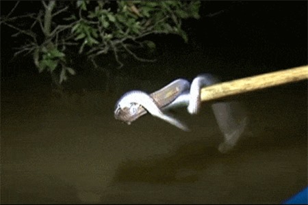 Clip: Mùa hưởng lộc trời ở miền Tây kỳ 2: Săn rắn đêm