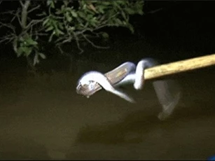 Clip: Mùa hưởng lộc trời ở miền Tây kỳ 2: Săn rắn đêm