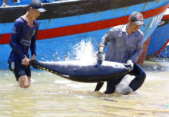 Thủ phủ cá ngừ đại dương tại Phú Yên, thu về gần 500 tỷ đồng