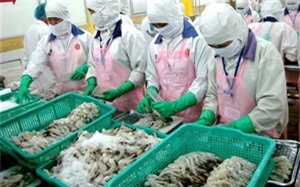 Xuất khẩu tôm Việt Nam liên tục sụt giảm