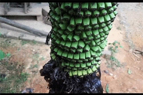 Clip: 'Lạ kỳ' buồng chuối trổ bông 2 năm vẫn chưa dừng