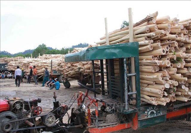 Đồng bào dân tộc Đắk Lắk 'thay da đổi thịt' nhờ trồng rừng