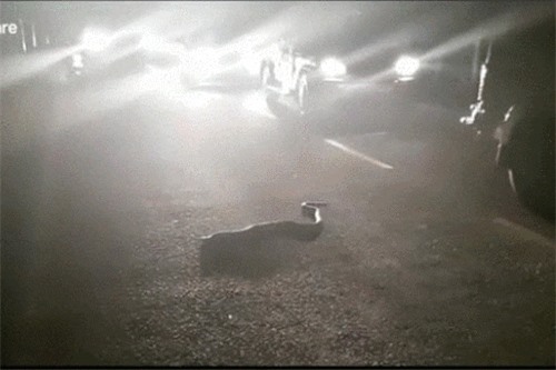 Clip: 'Bất ngờ' với cách xử lý của người đàn ông khi thấy rắn hổ mang cực độc trên đường