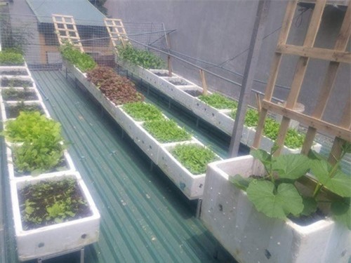 Chồng 8X thiết kế cổng tôn cho vợ trồng rau