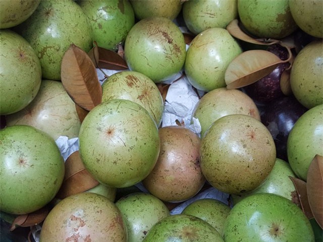 BẢN TIN TÀI CHÍNH-KINH DOANH: Xuất sang Mỹ 400 tấn vú sữa Lò Rèn, cá ngừ Phú Yên thu gần 500 tỷ 