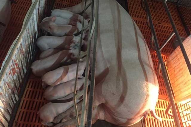 Đào than cả đời giờ nghỉ hưu lại thành tỷ phú nhờ… nuôi lợn