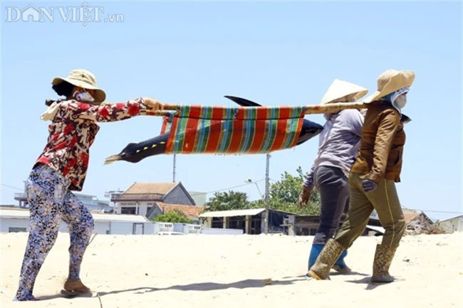 anh: thu phu ca ngu dai duong tai phu yen hinh anh 9