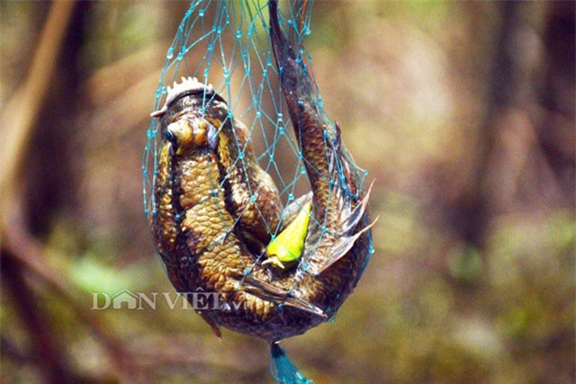 Lội rừng ngập mặn ở Đất Mũi “săn” loài cá kỳ lạ nhất hành tinh