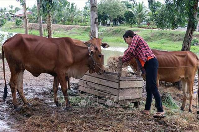 Nuôi bò theo phương thức 'vết dầu loang'